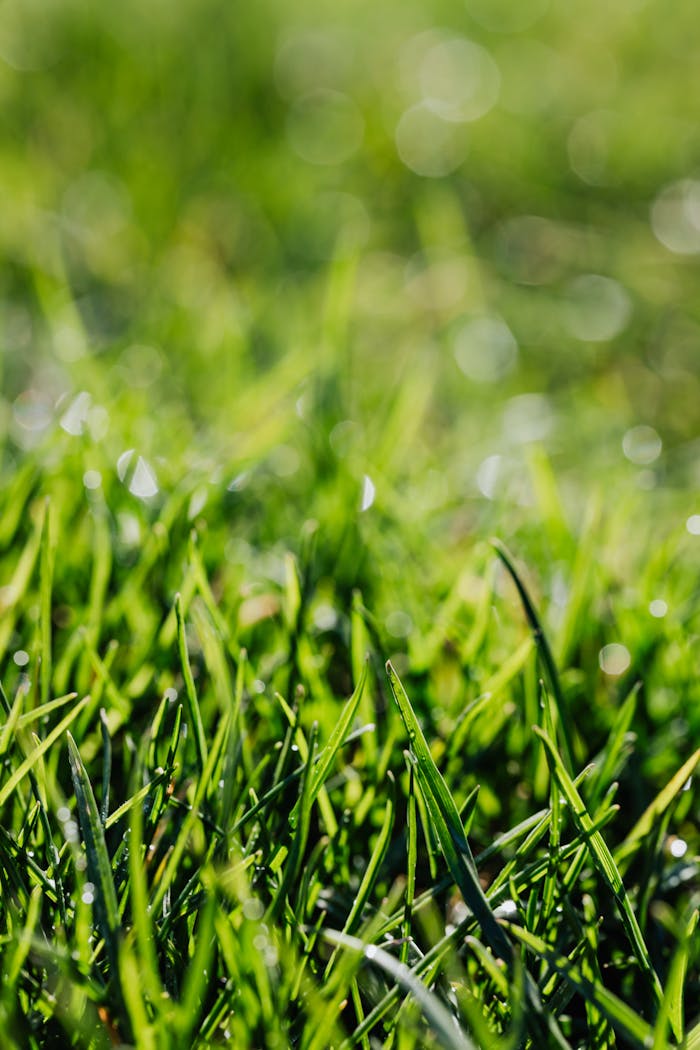 From above of green bunches of herbs with dew on lawn in back lit