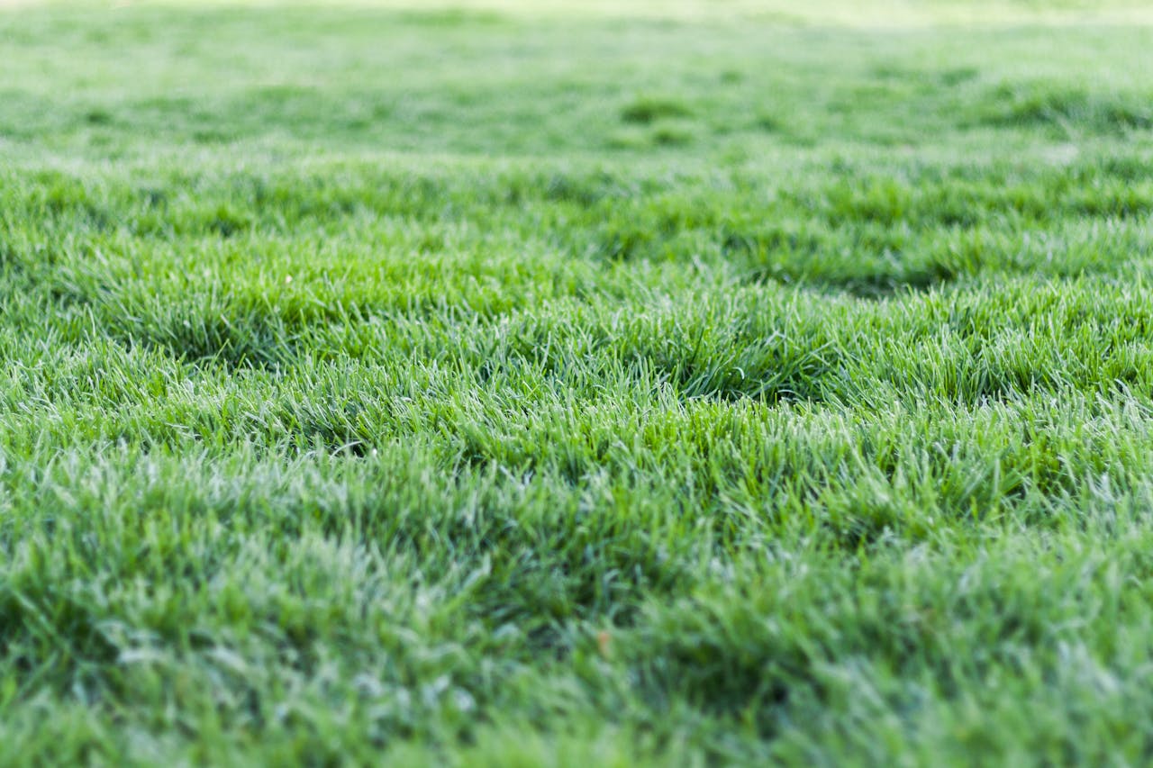 Close-up view of a lush green grass lawn, perfect for nature backgrounds.