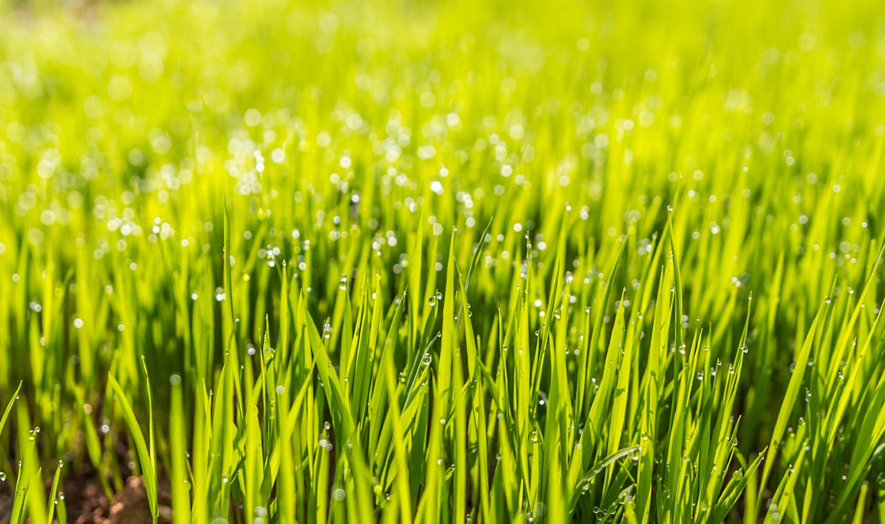 Close-up of vibrant green grass with morning dew drops, capturing the fresh essence of nature.